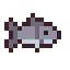 Flathead Mullet