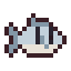 Striped Bass